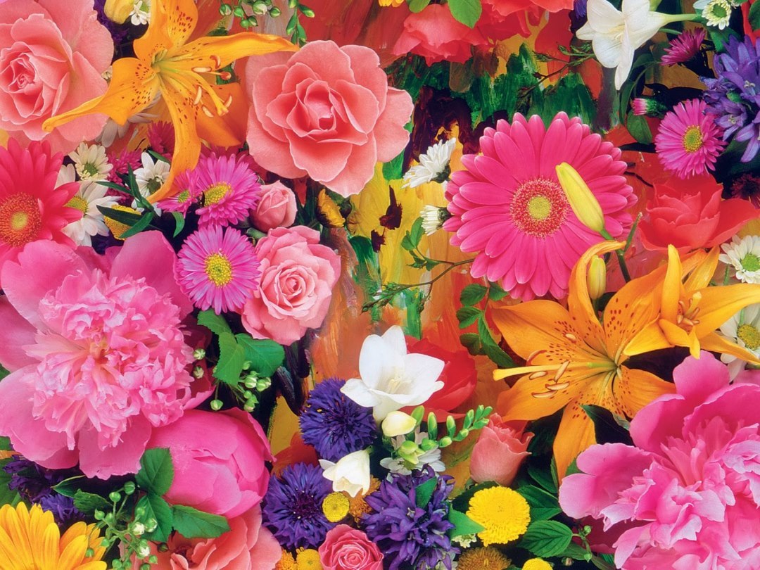 新しい花の壁紙のhd,花,花弁,工場,花柄,ピンク