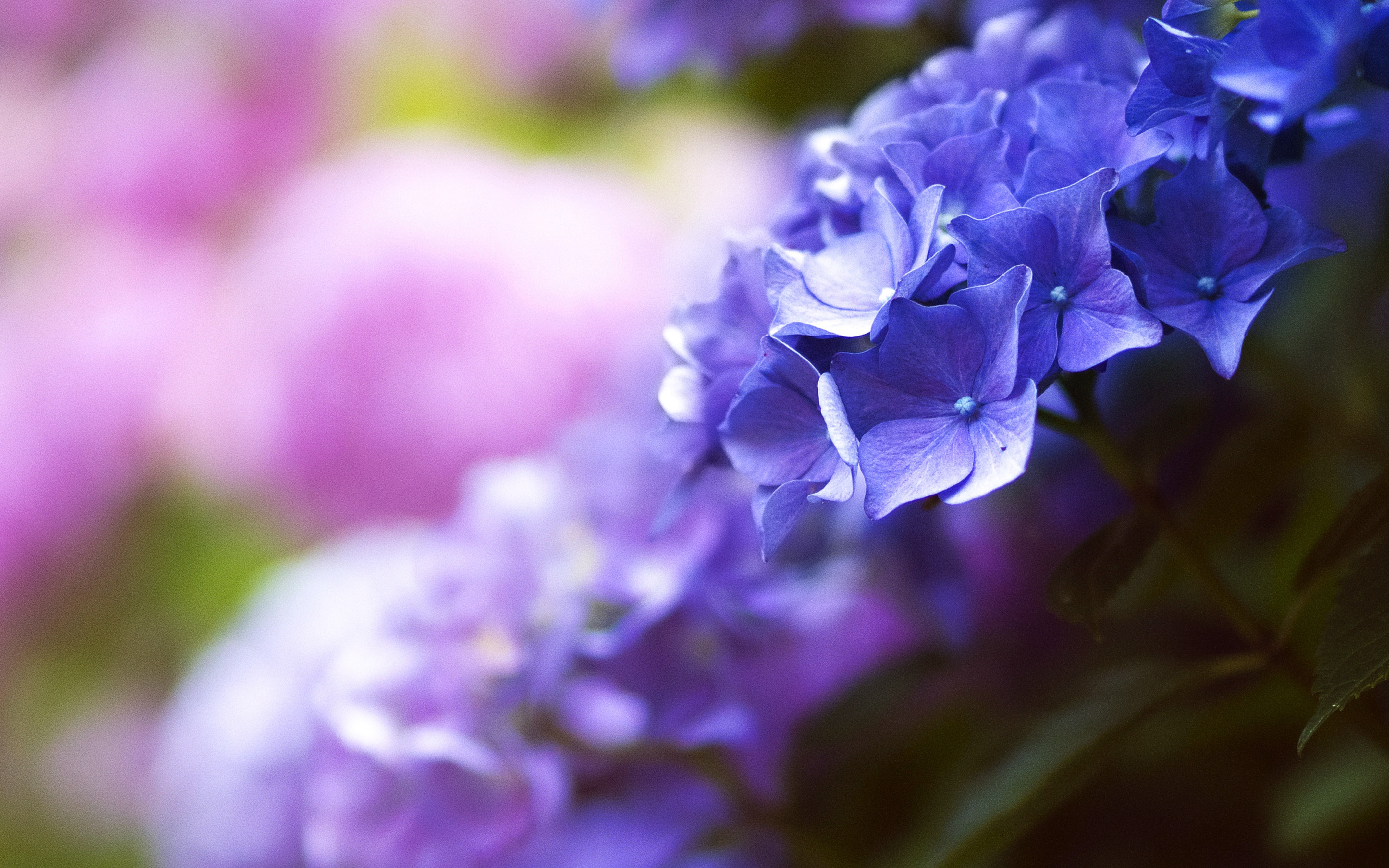 nouveau fond d'écran fleur hd,bleu,violet,violet,lavande,fleur