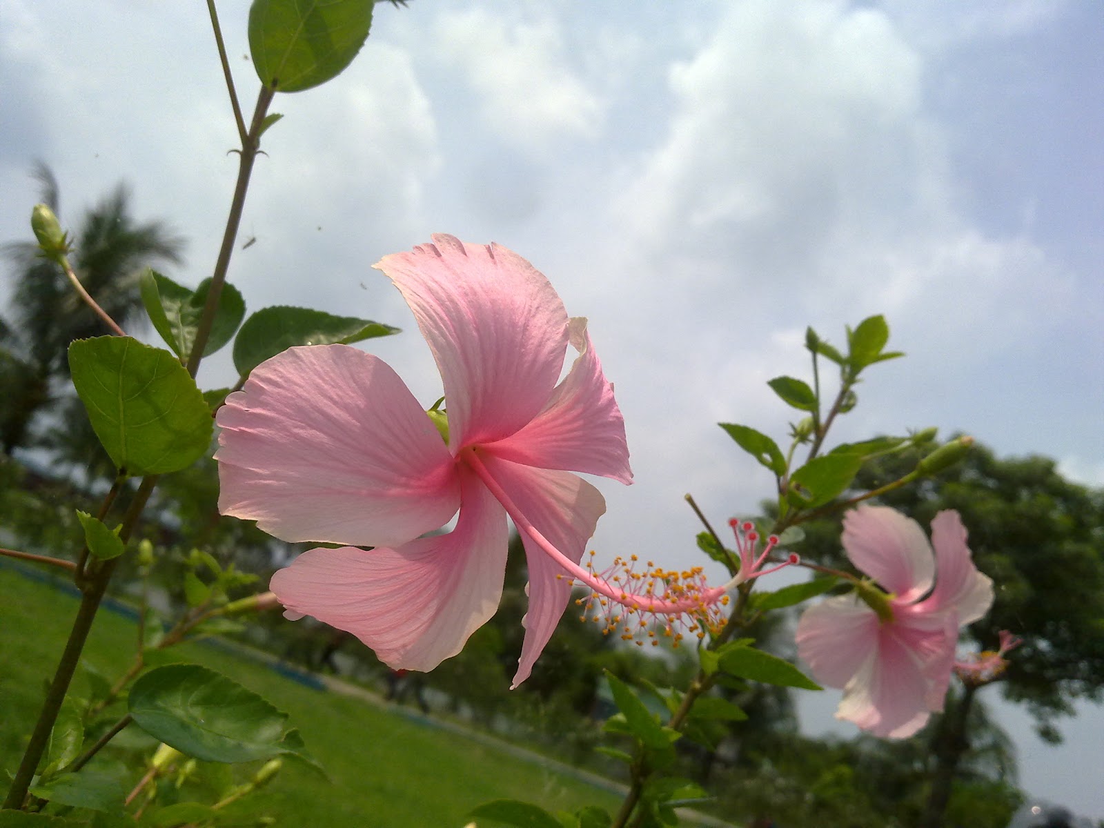 nice flower wallpaper,flower,flowering plant,chinese hibiscus,petal,hibiscus