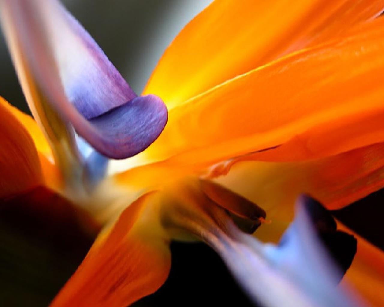 nice flower wallpaper,petal,flower,bird of paradise,orange,close up