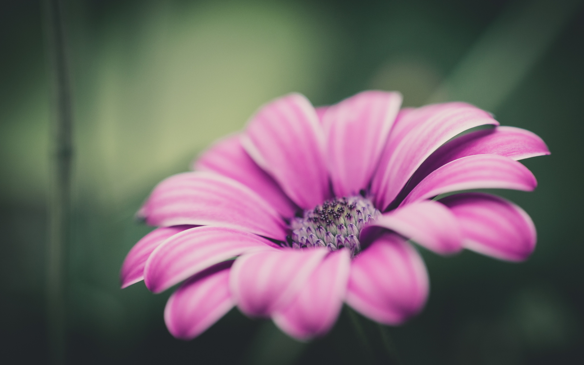 素敵な花の壁紙,花弁,花,ピンク,自然,マクロ撮影