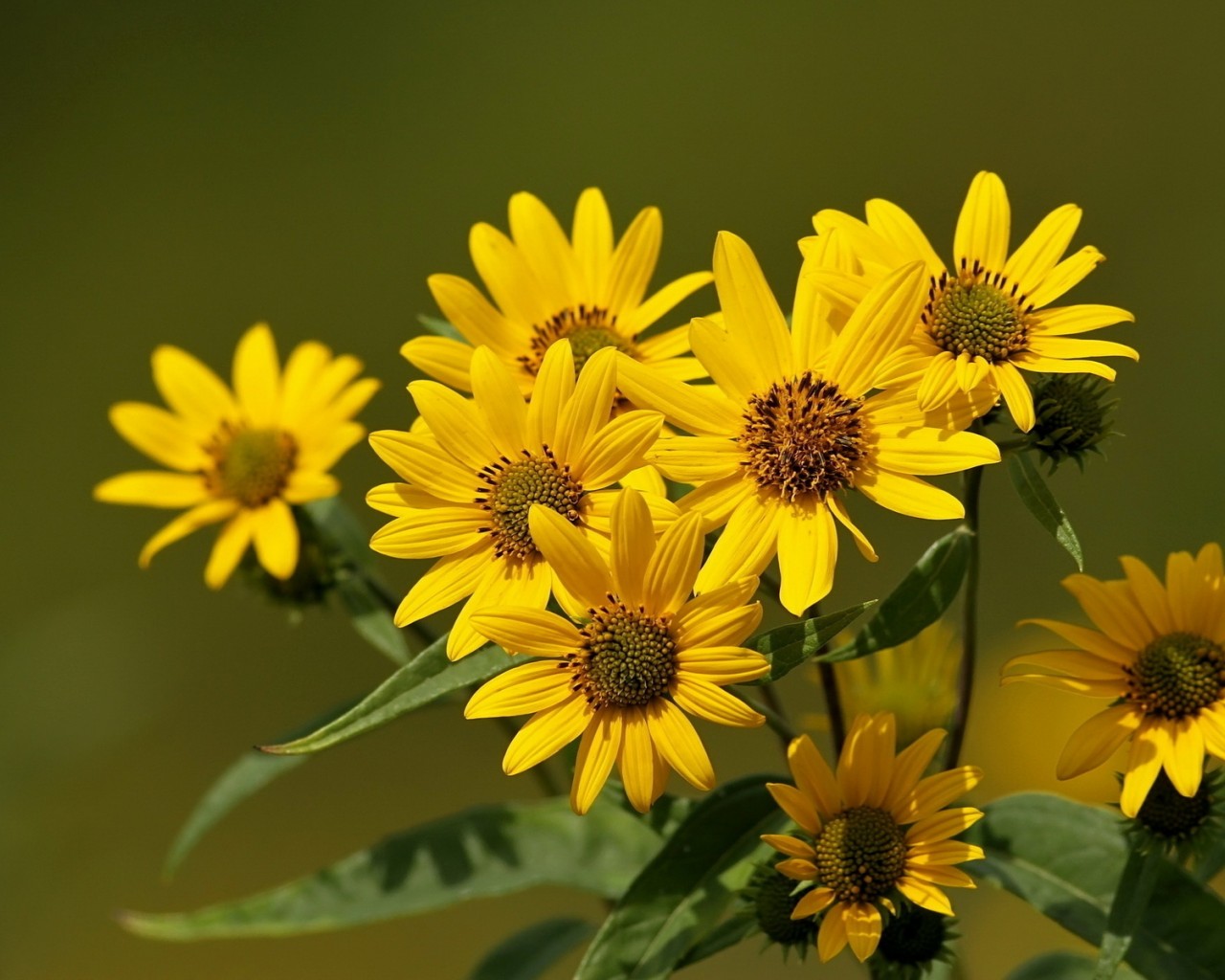 nice flower wallpaper,flower,flowering plant,yellow,sunflower,plant