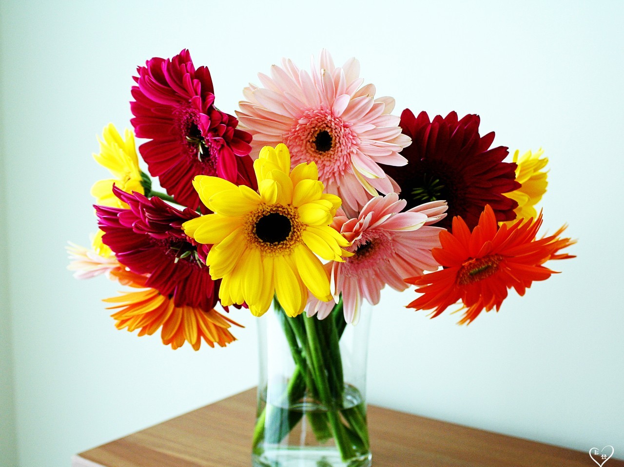 bonito fondo de pantalla de flores,flor,planta floreciendo,margarita barberton,gerbera,cortar flores