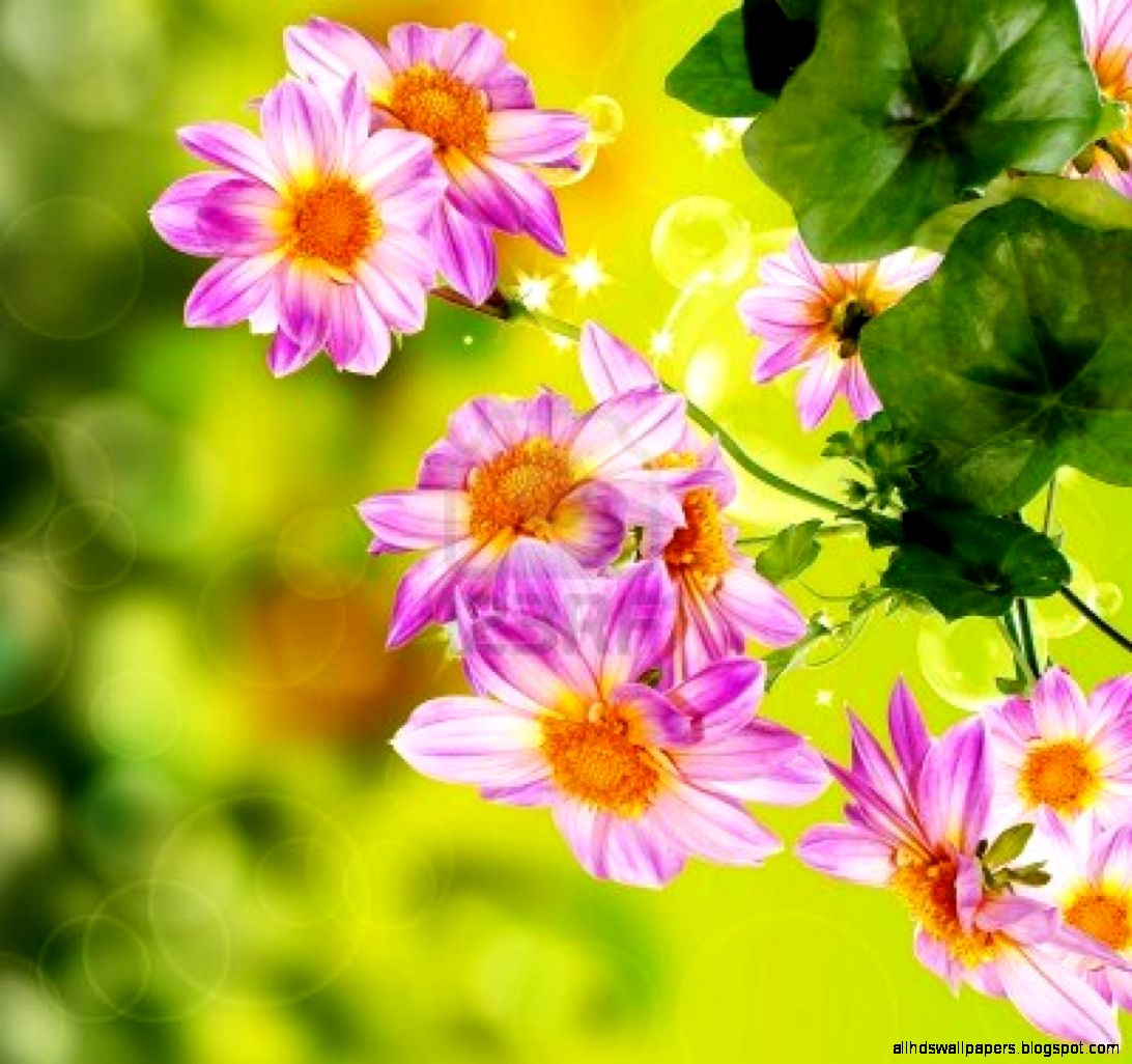 wallpaper of nature and flowers,flower,flowering plant,petal,plant,wildflower