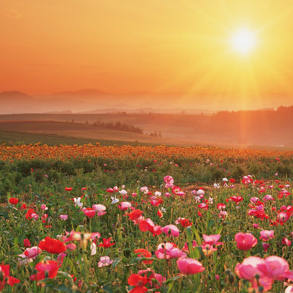 tapete der natur und blumen,natürliche landschaft,blume,wiese,natur,himmel