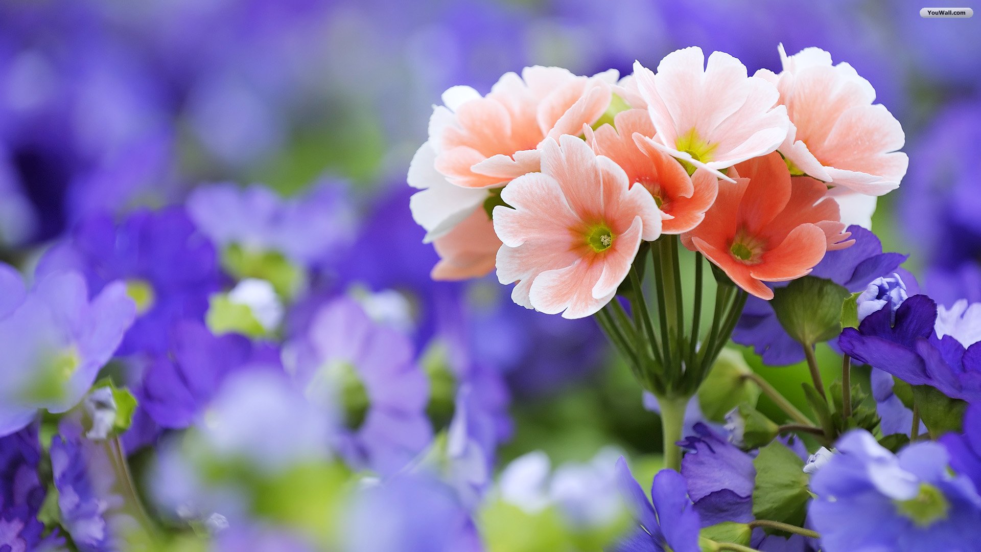 fiore sfondo del desktop hd,fiore,pianta fiorita,blu,petalo,pianta