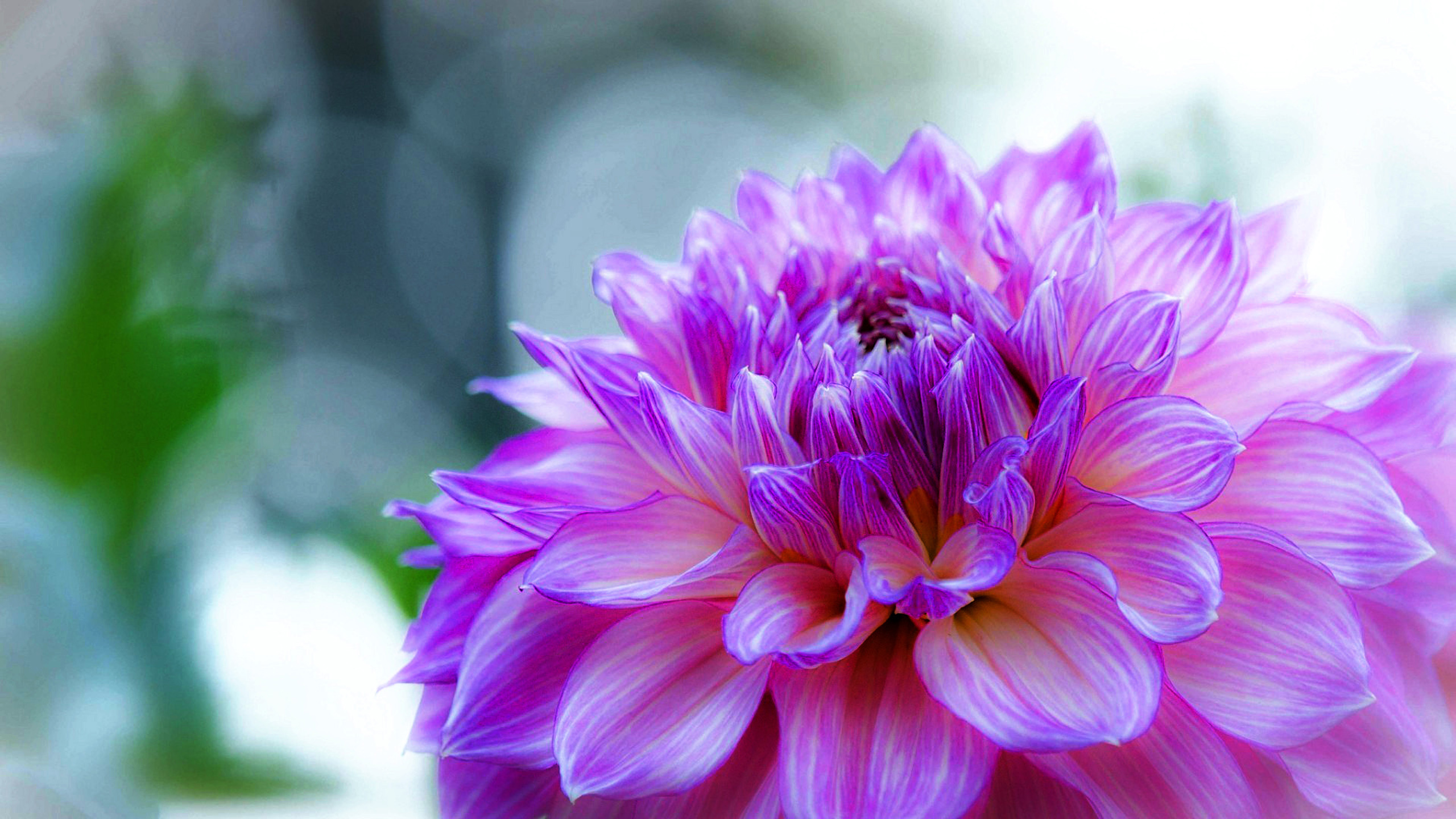 flor de escritorio fondos de pantalla hd,flor,planta floreciendo,pétalo,rosado,violeta
