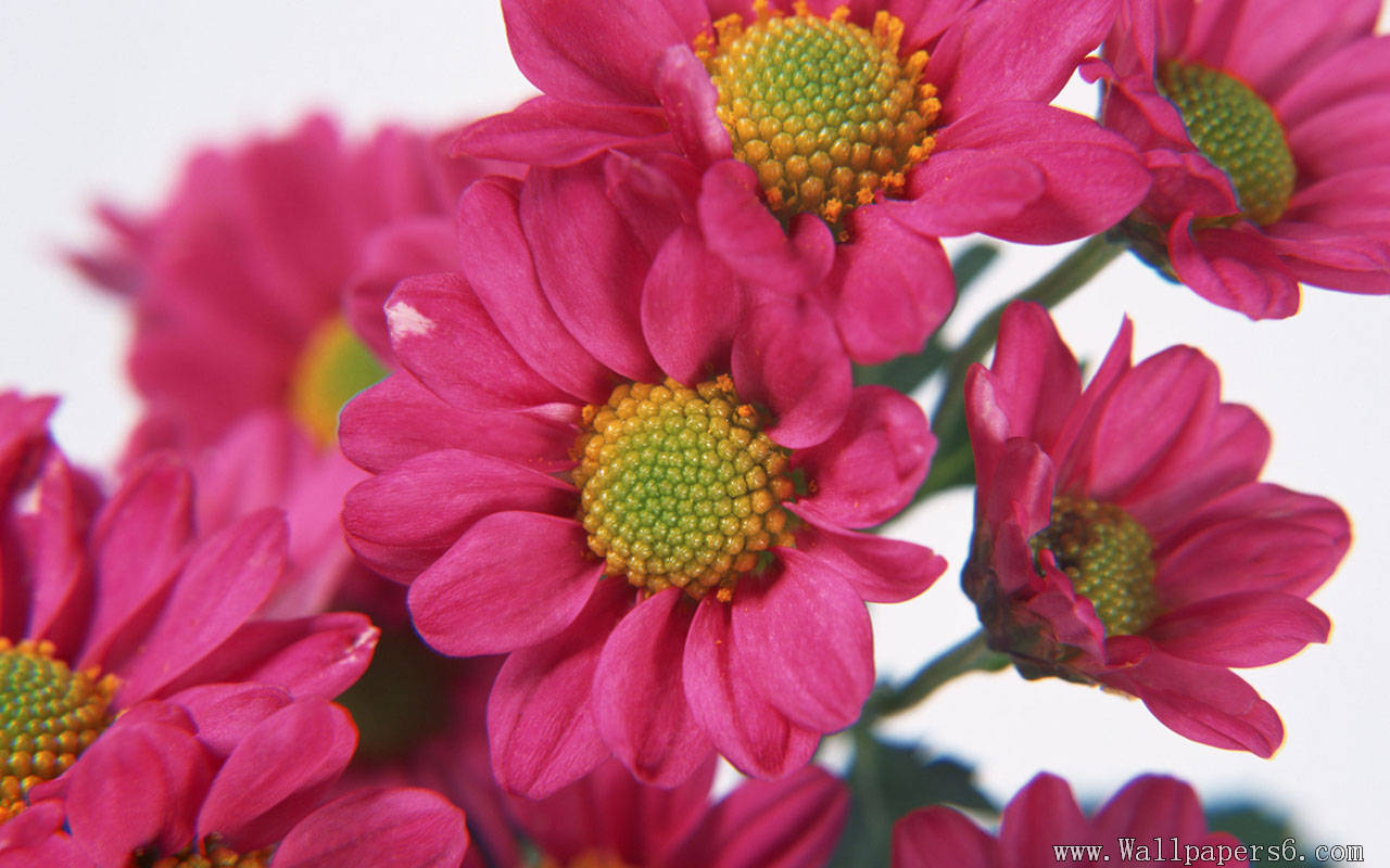 素晴らしい花の壁紙,花,開花植物,工場,花弁,ピンク