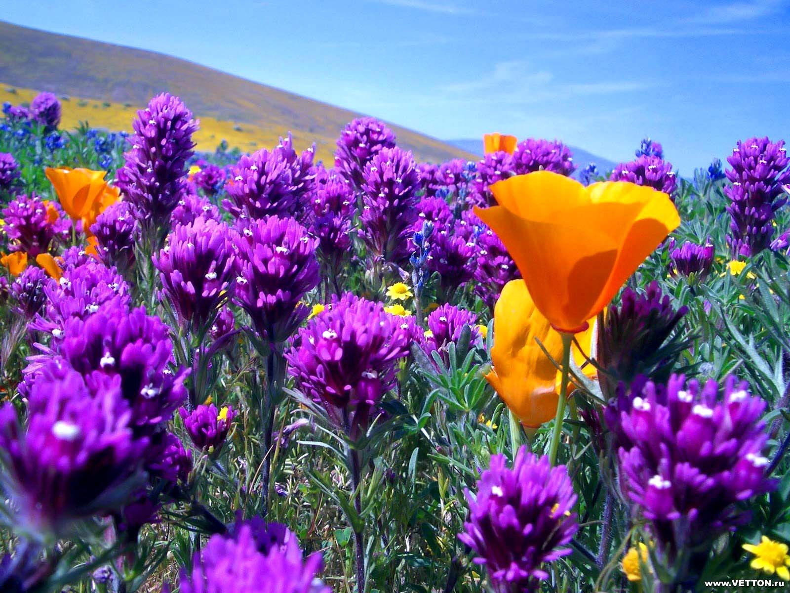 amazing flowers wallpapers,flower,flowering plant,plant,lavender,purple