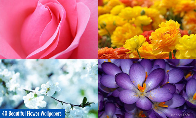 fonds d'écran de fleurs étonnantes,fleur,plante à fleurs,pétale,plante,violet