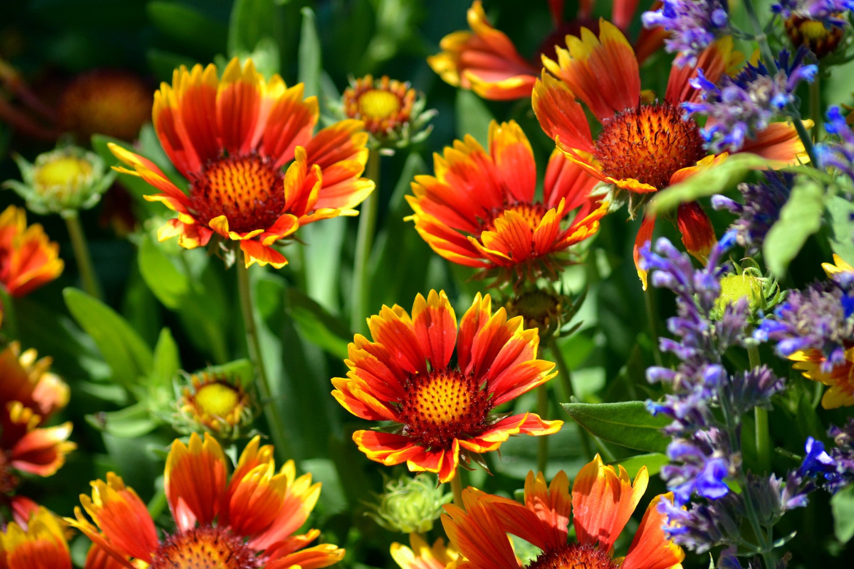 amazing flowers wallpapers,flower,flowering plant,plant,petal,gazania