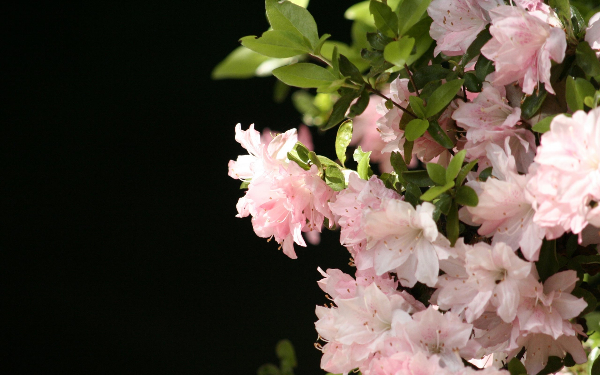 increíbles fondos de pantalla de flores,flor,planta floreciendo,rosado,planta,pétalo