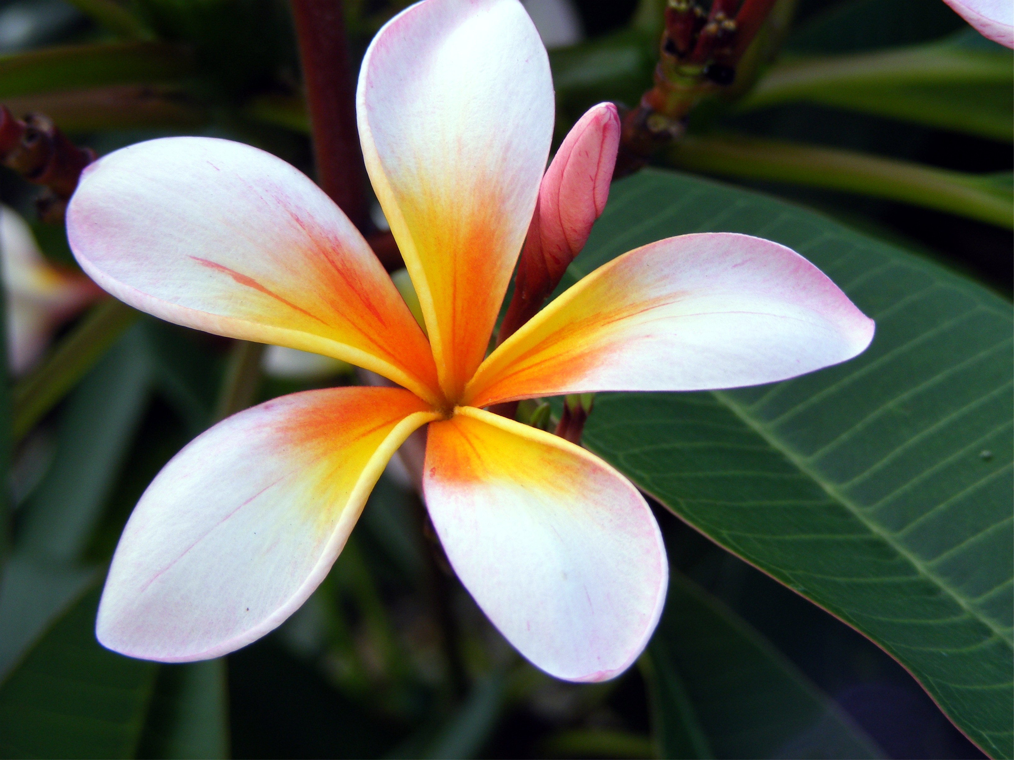 blumenbildschirm tapete,blume,blütenblatt,frangipani,pflanze,blühende pflanze