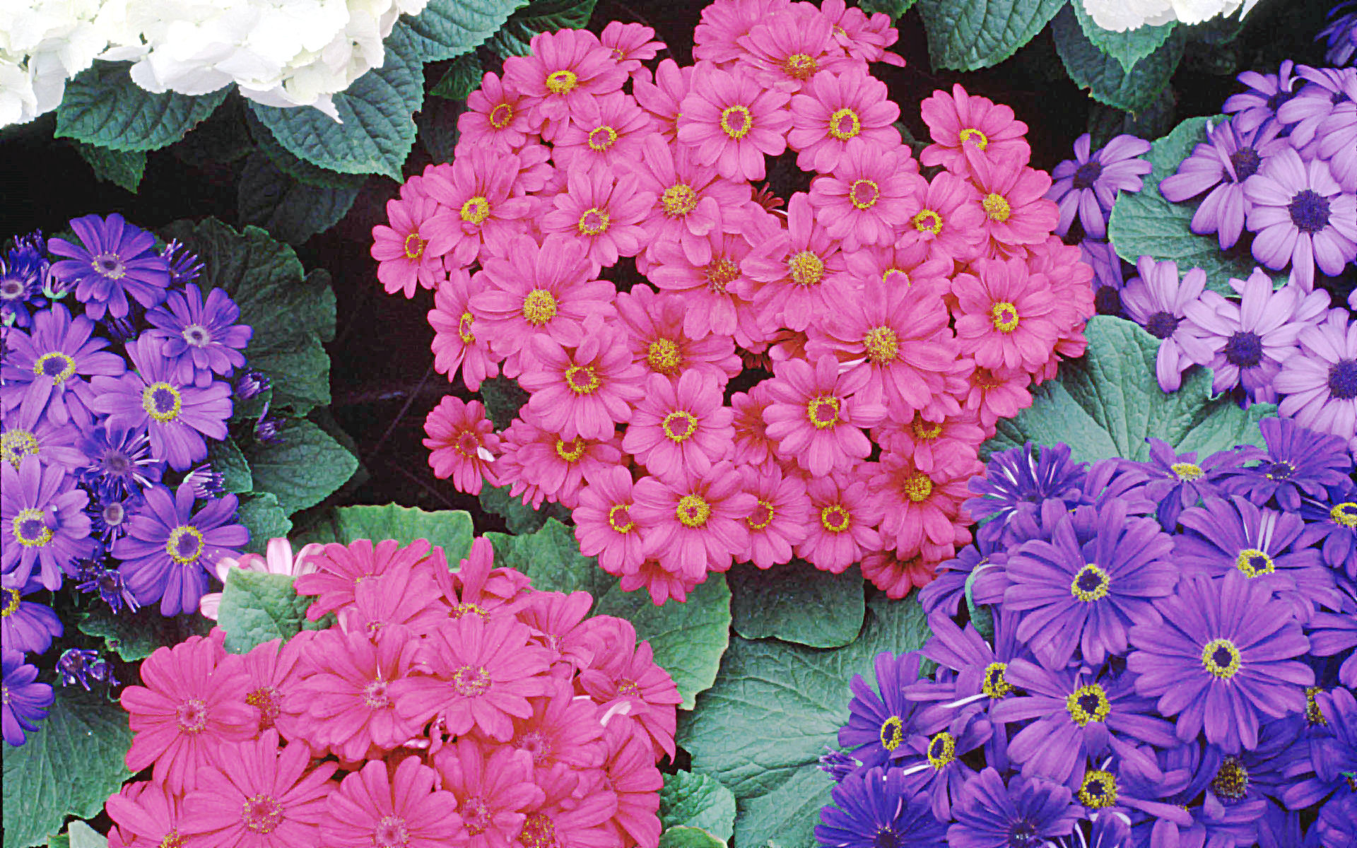 flower screen wallpaper,flower,flowering plant,plant,pink,blue