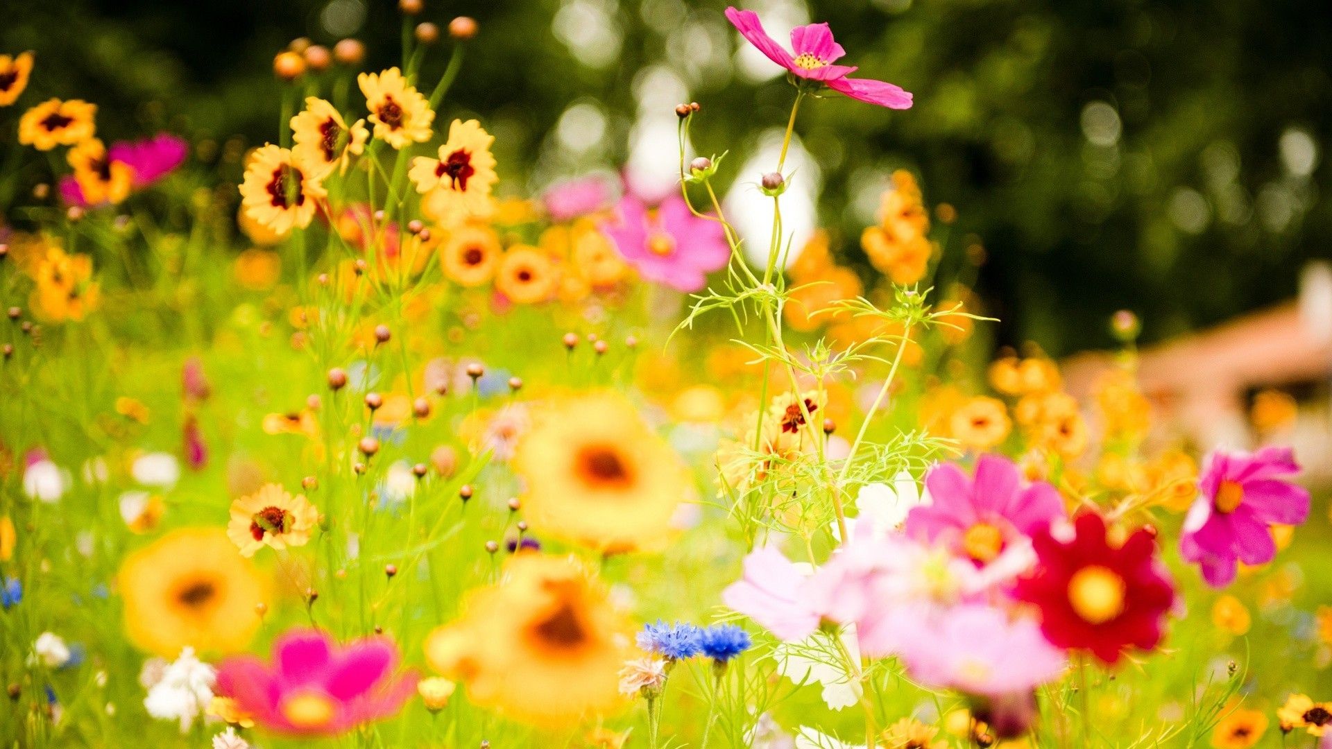 carta da parati fiore reale,fiore,pianta fiorita,giardino cosmo,pianta,petalo