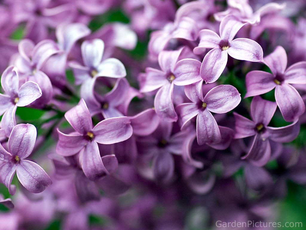 real flower wallpaper,lilac,purple,violet,flower,lilac