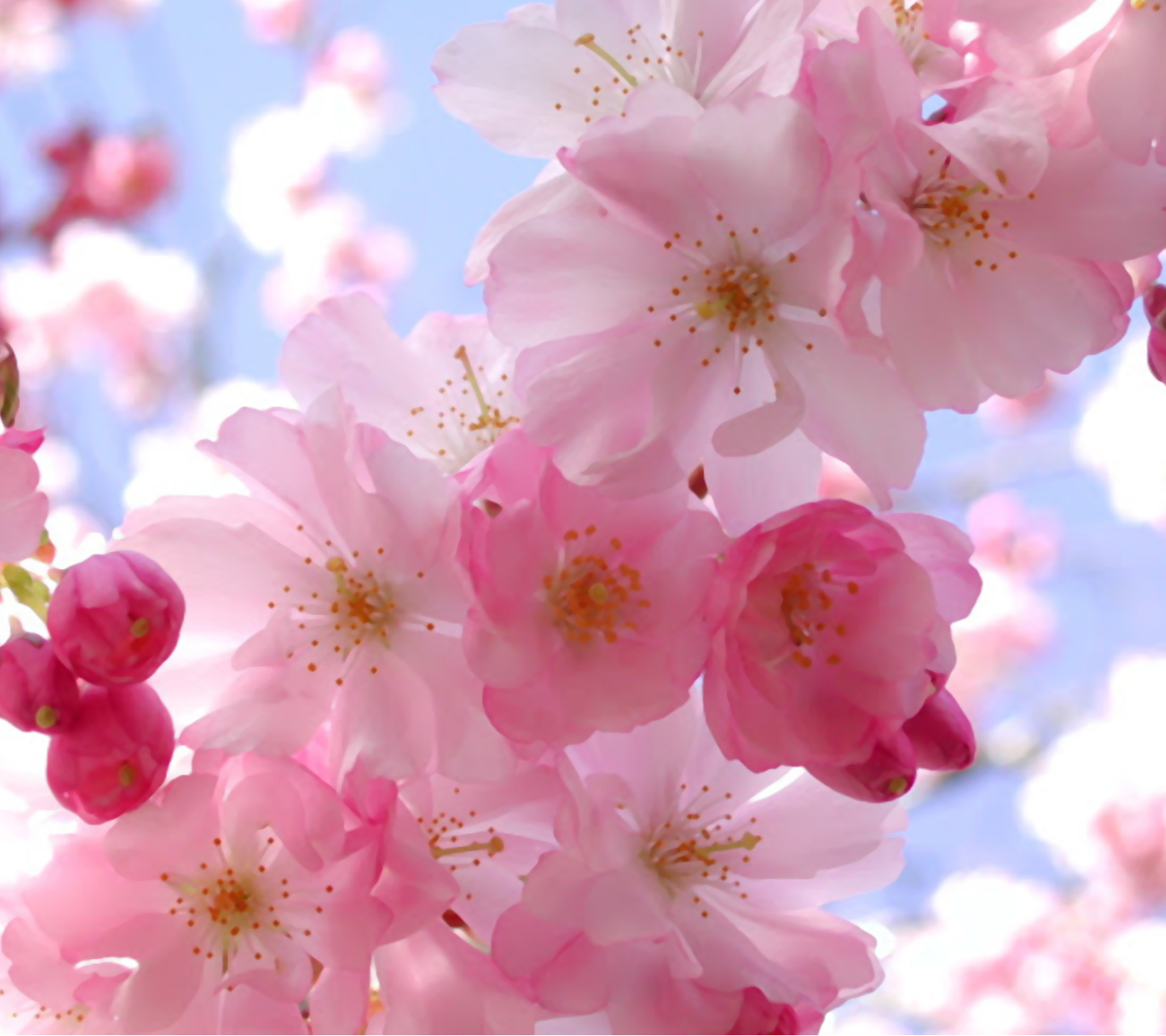 花の画面の壁紙 花 ピンク 花 花弁 桜の花 Wallpaperuse