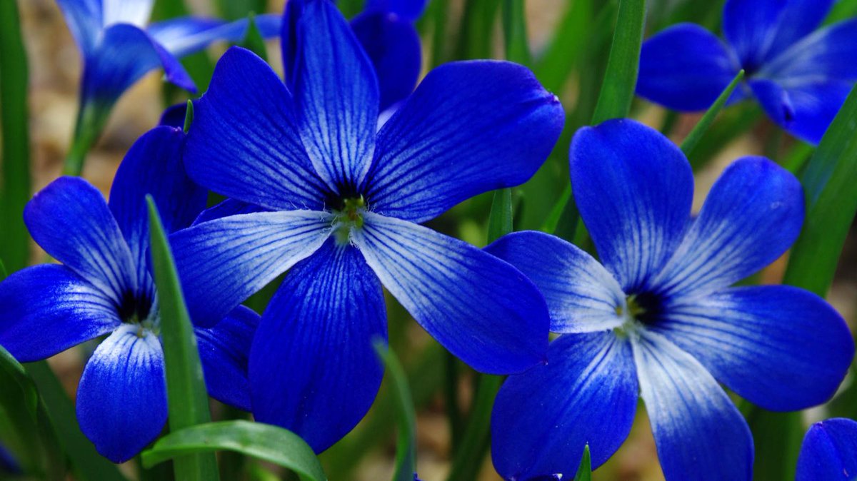 real flower wallpaper,flower,flowering plant,blue,petal,plant