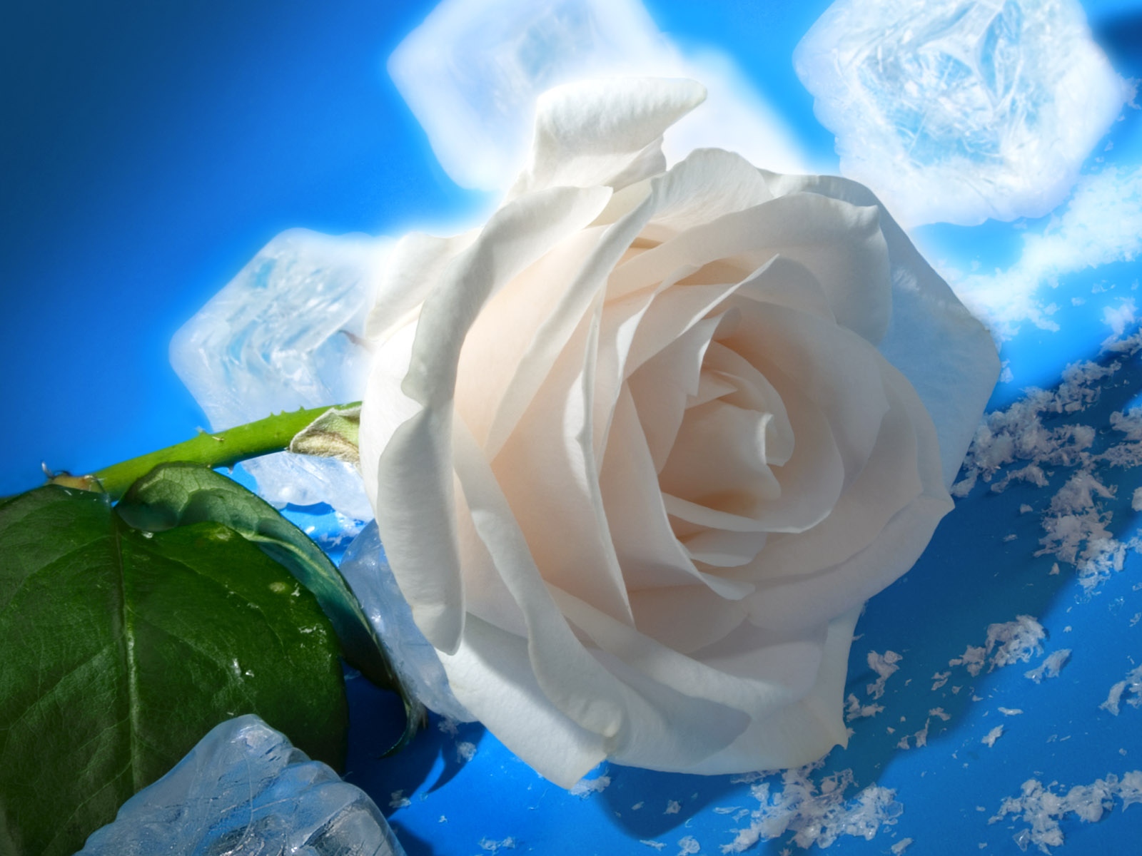 real flower wallpaper,flower,rose,petal,white,garden roses