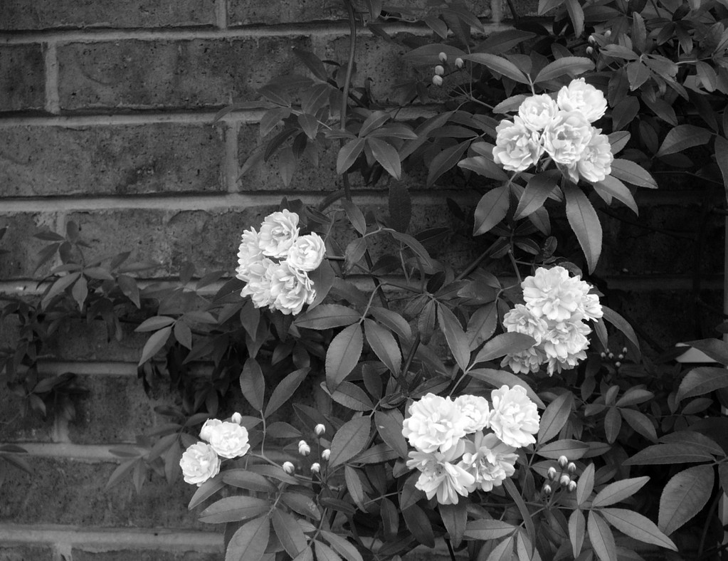 echte blumentapete,blume,blühende pflanze,weiß,schwarz und weiß,fotografieren