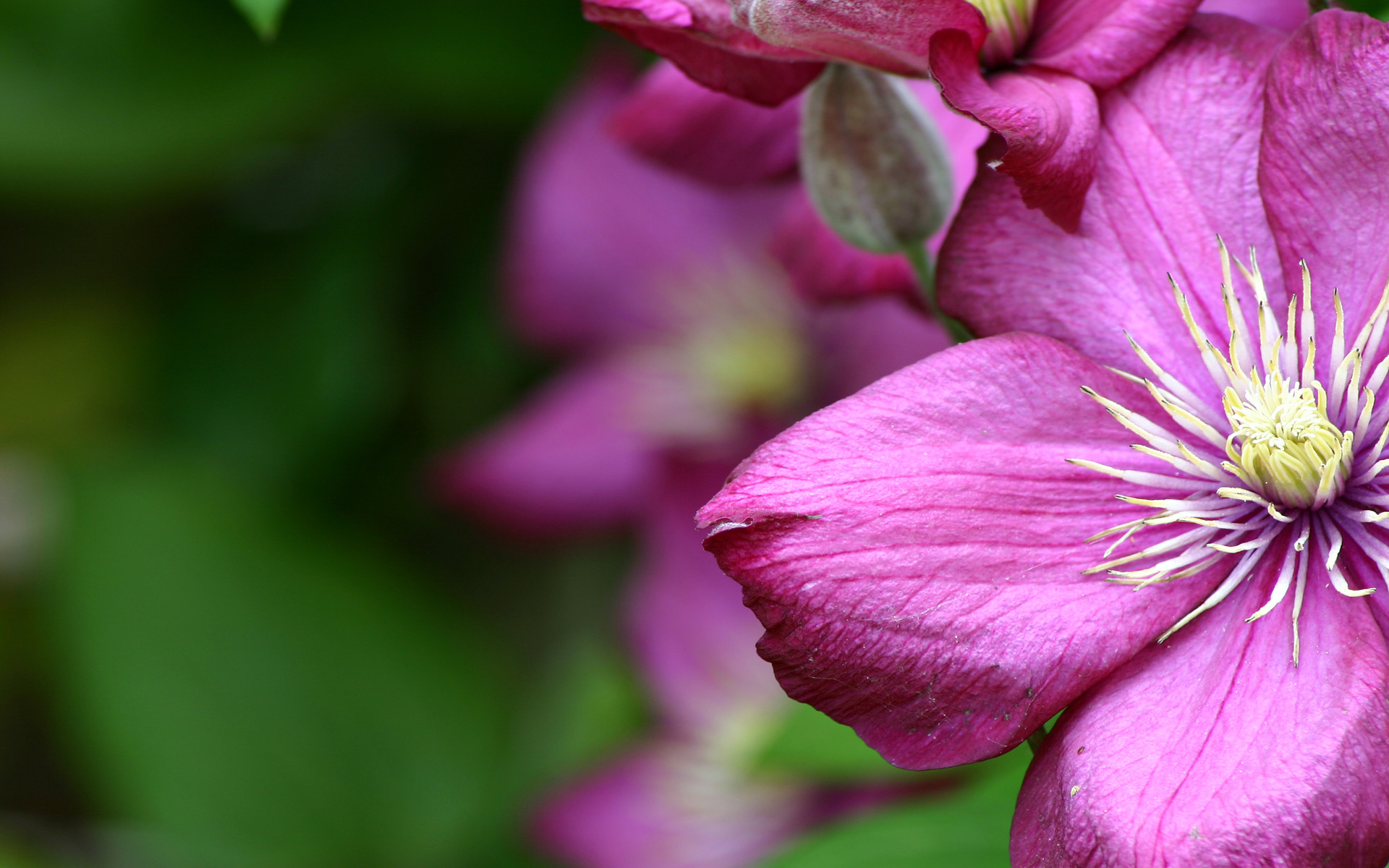 花の画面の壁紙,開花植物,花弁,花,ピンク,紫の