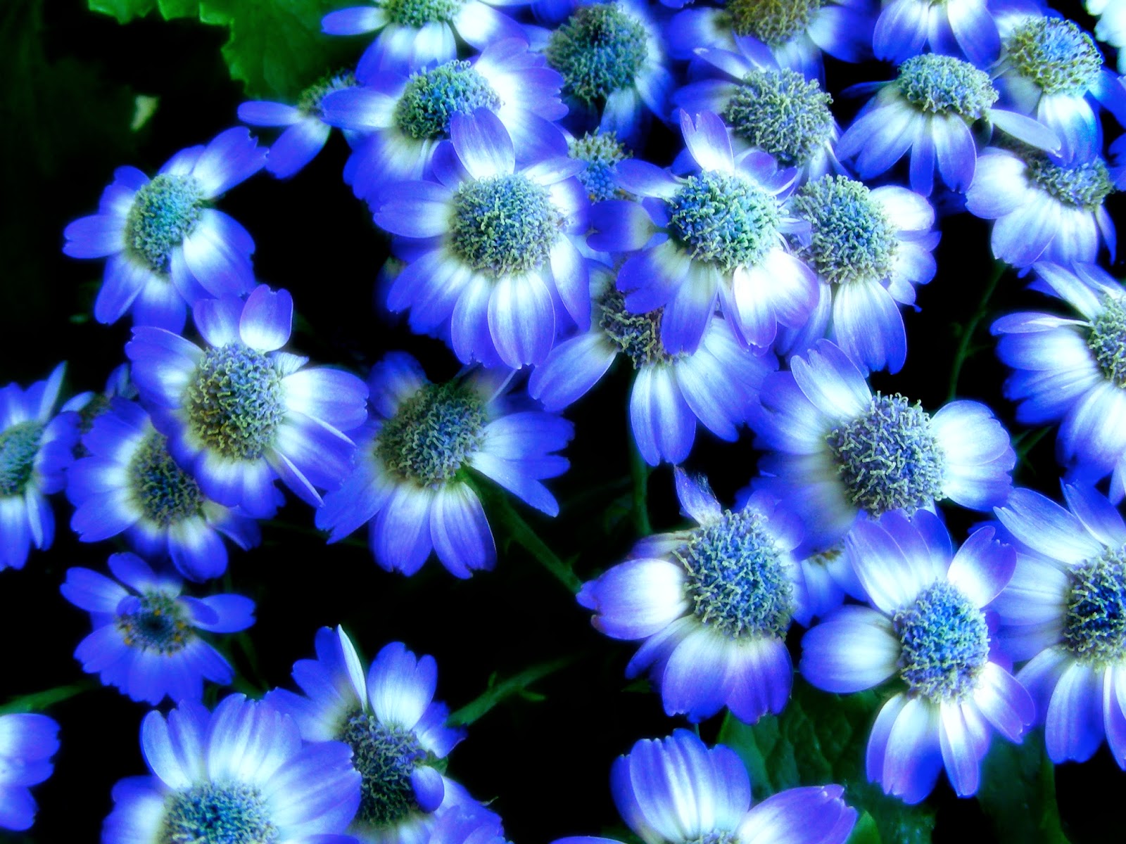 flower screen wallpaper,blue,flower,petal,pericallis,plant