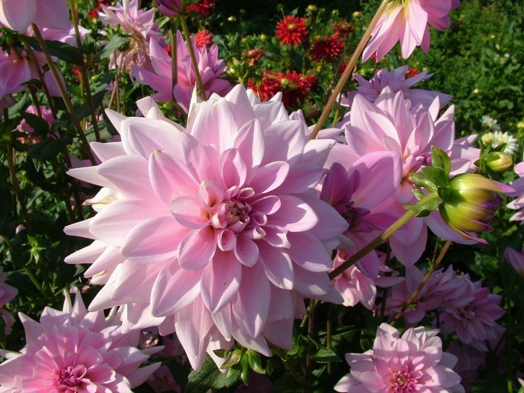 flower screen wallpaper,flower,flowering plant,plant,petal,dahlia