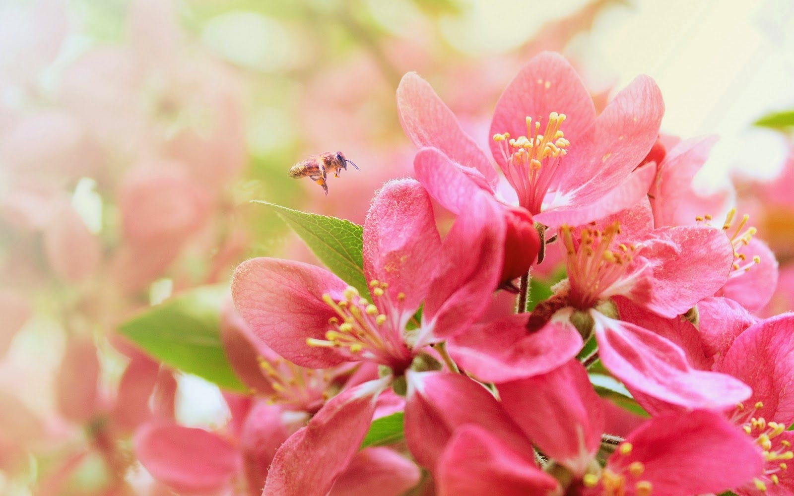 beautiful floral wallpaper,flower,pink,petal,plant,spring