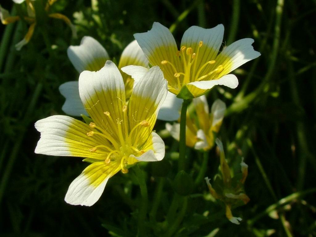 美しい花の壁紙,花,開花植物,花弁,工場,黄