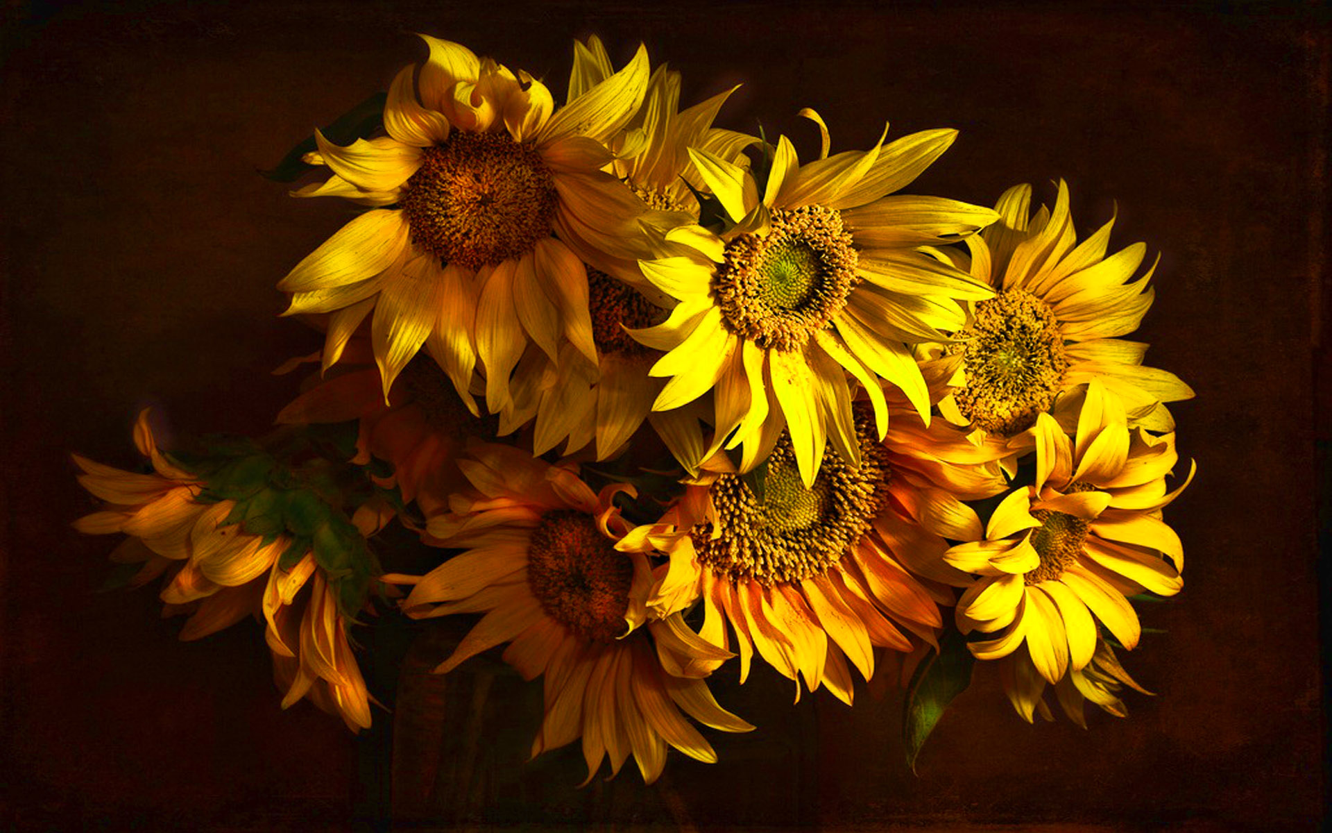 followers wallpaper,flower,sunflower,yellow,plant,petal