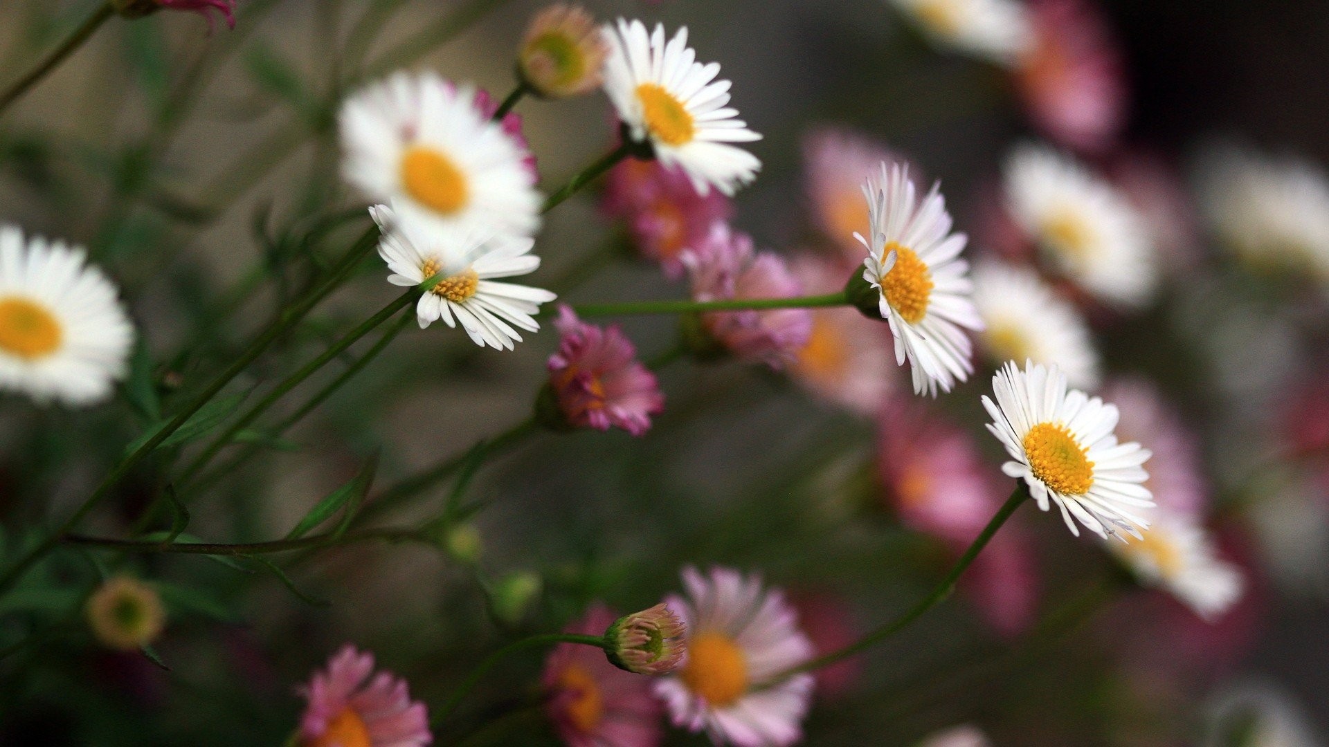 fresh flowers wallpaper,flower,flowering plant,daisy,petal,plant