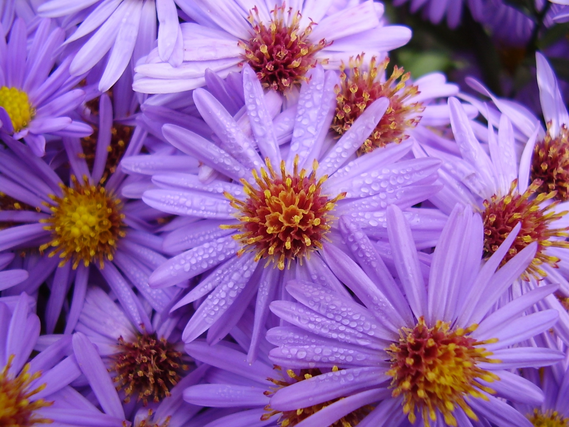 frische blumen tapete,blume,blühende pflanze,glatte aster,blütenblatt,new york aster