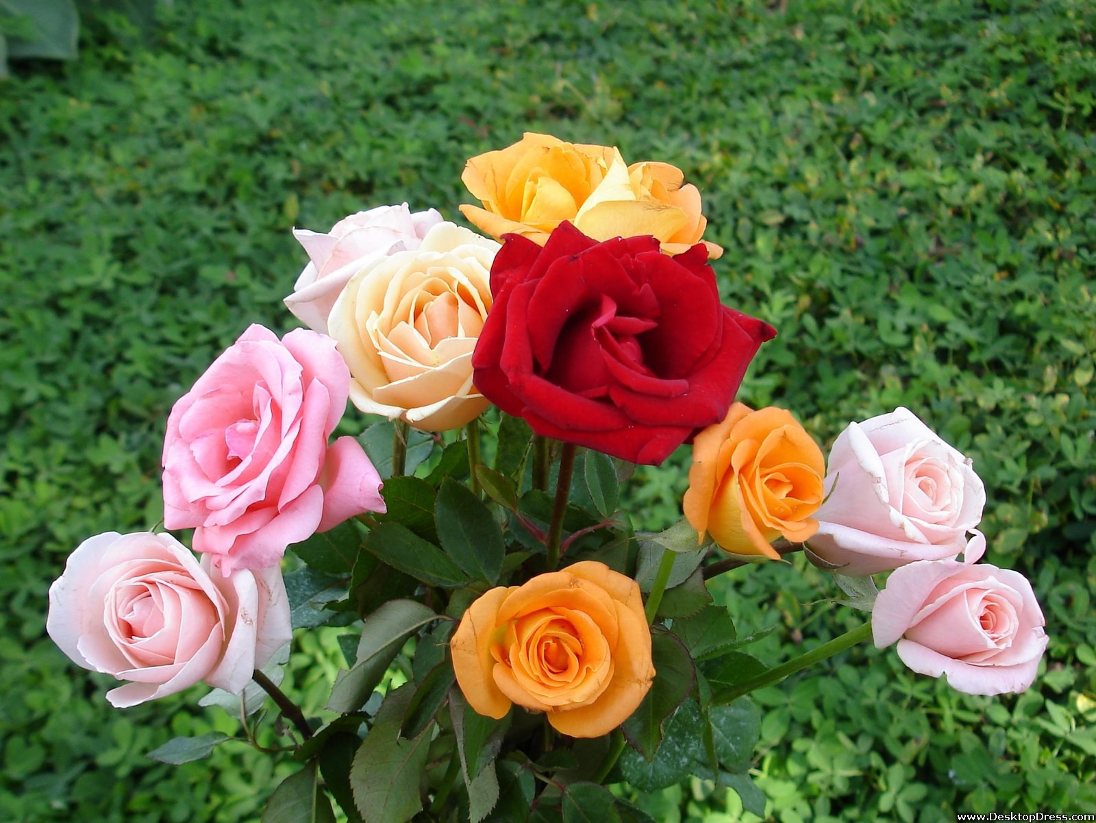 papel pintado de flores frescas,flor,planta floreciendo,julia niño rosa,rosas de jardín,rosa