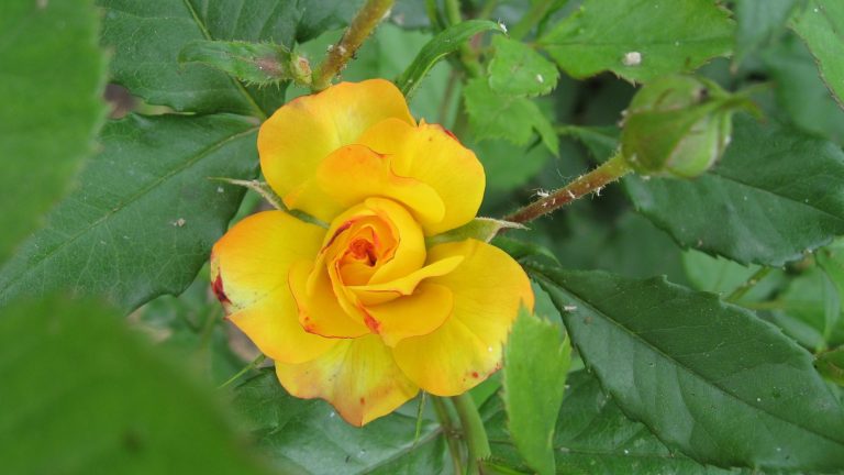 papel pintado de flores frescas,flor,planta floreciendo,pétalo,amarillo,planta