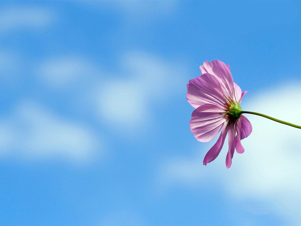 papel pintado de flores frescas,flor,planta floreciendo,pétalo,naturaleza,cielo