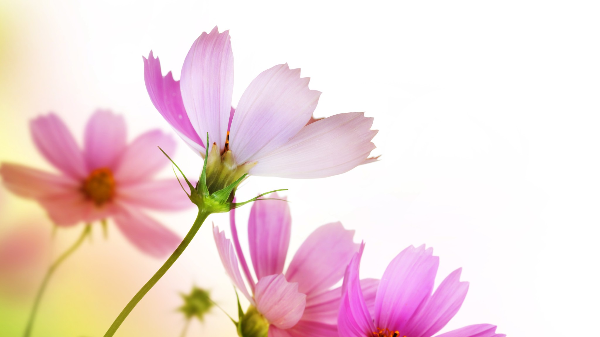 fresh flowers wallpaper,flower,flowering plant,petal,pink,plant