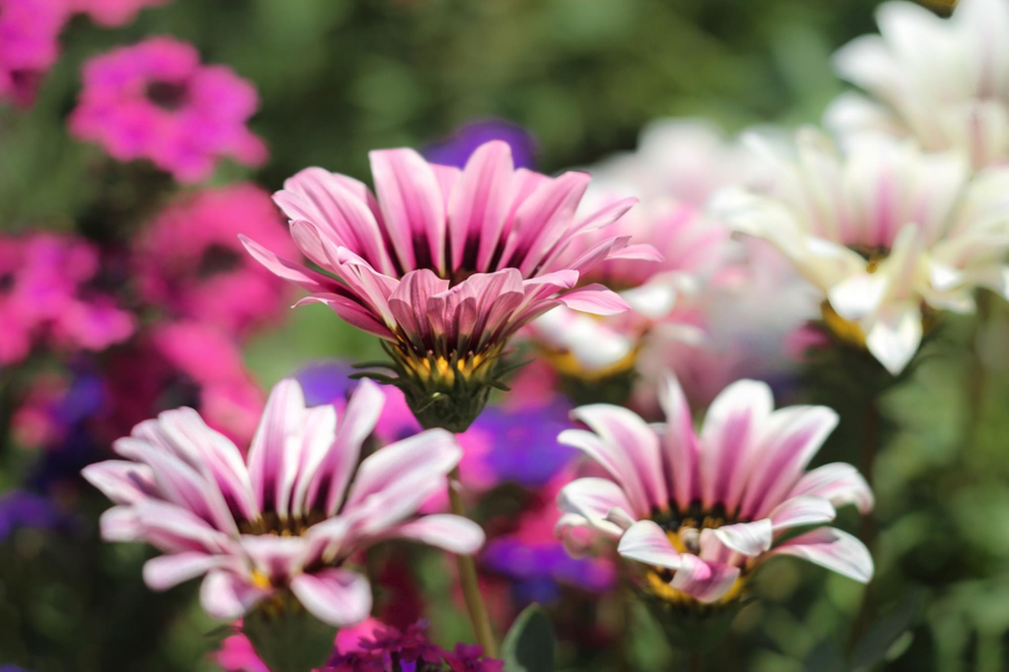 fresh flowers wallpaper,flower,flowering plant,petal,african daisy,plant