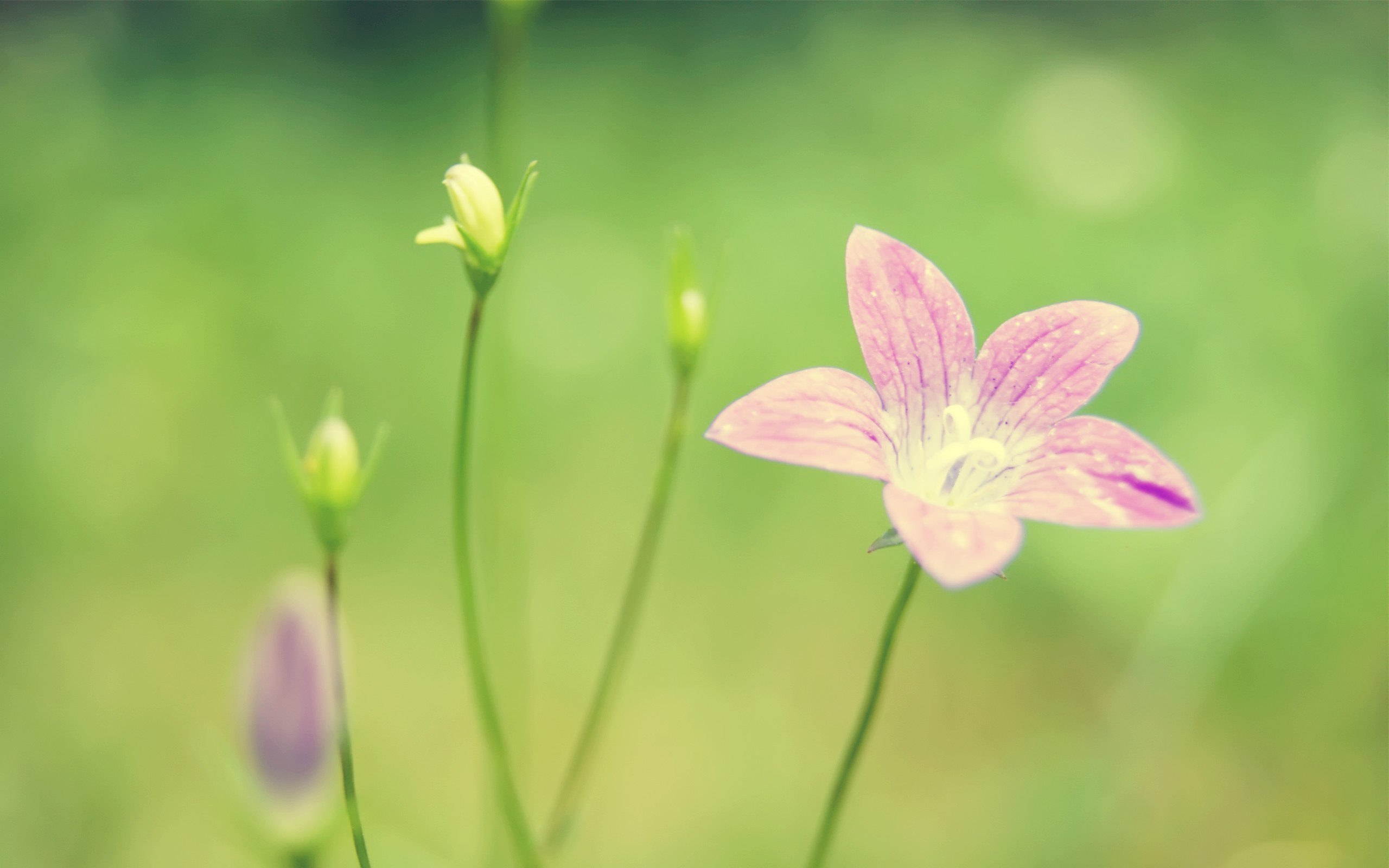 fresh flowers wallpaper,flower,flowering plant,plant,petal,pink