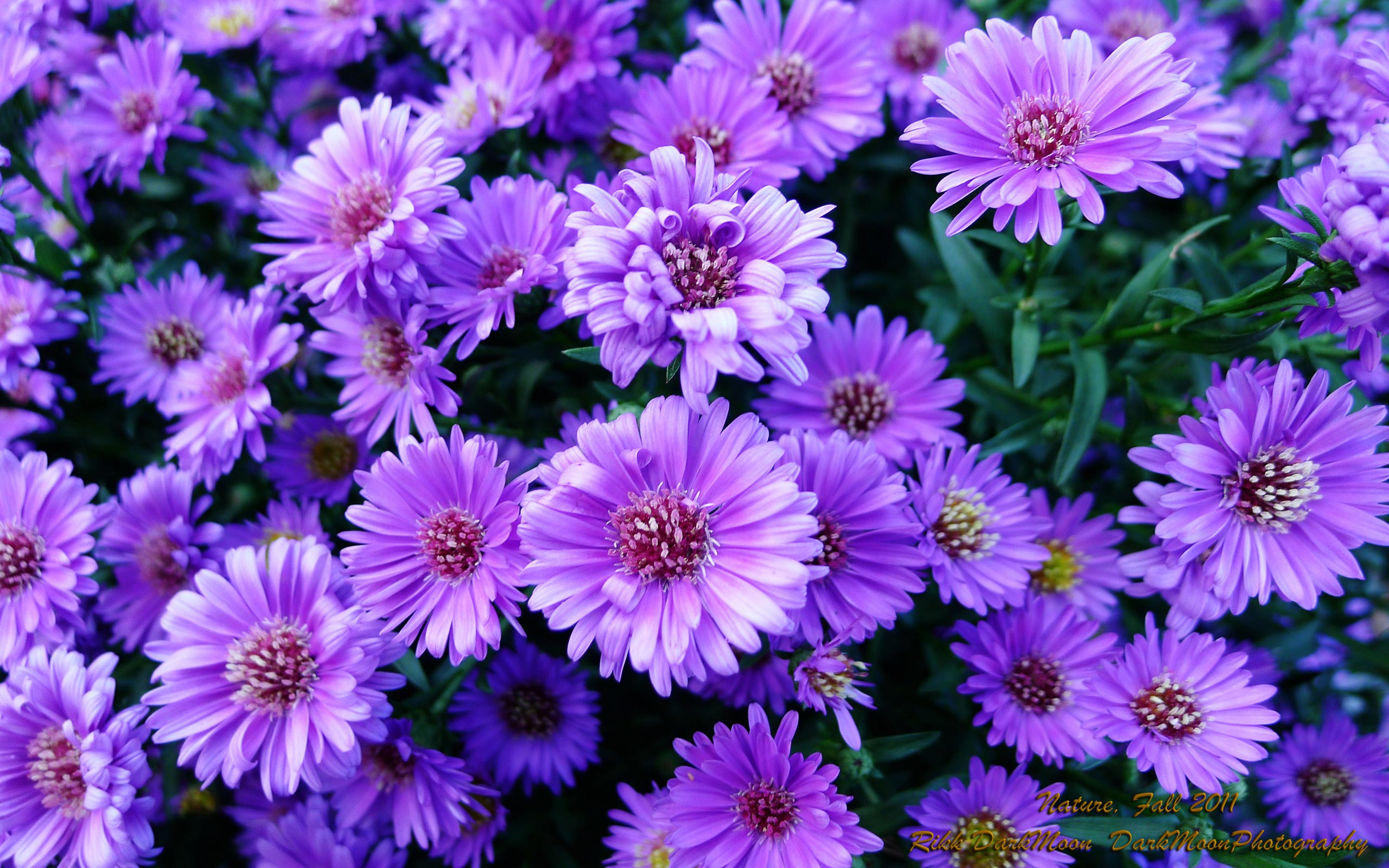 toutes les fleurs fond d'écran,fleur,plante à fleurs,aster lisse,plante,new york aster