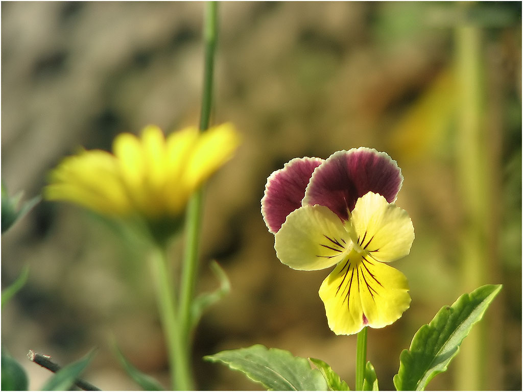 3d natürliche blumen tapete,blume,blühende pflanze,blütenblatt,pflanze,wildes stiefmütterchen