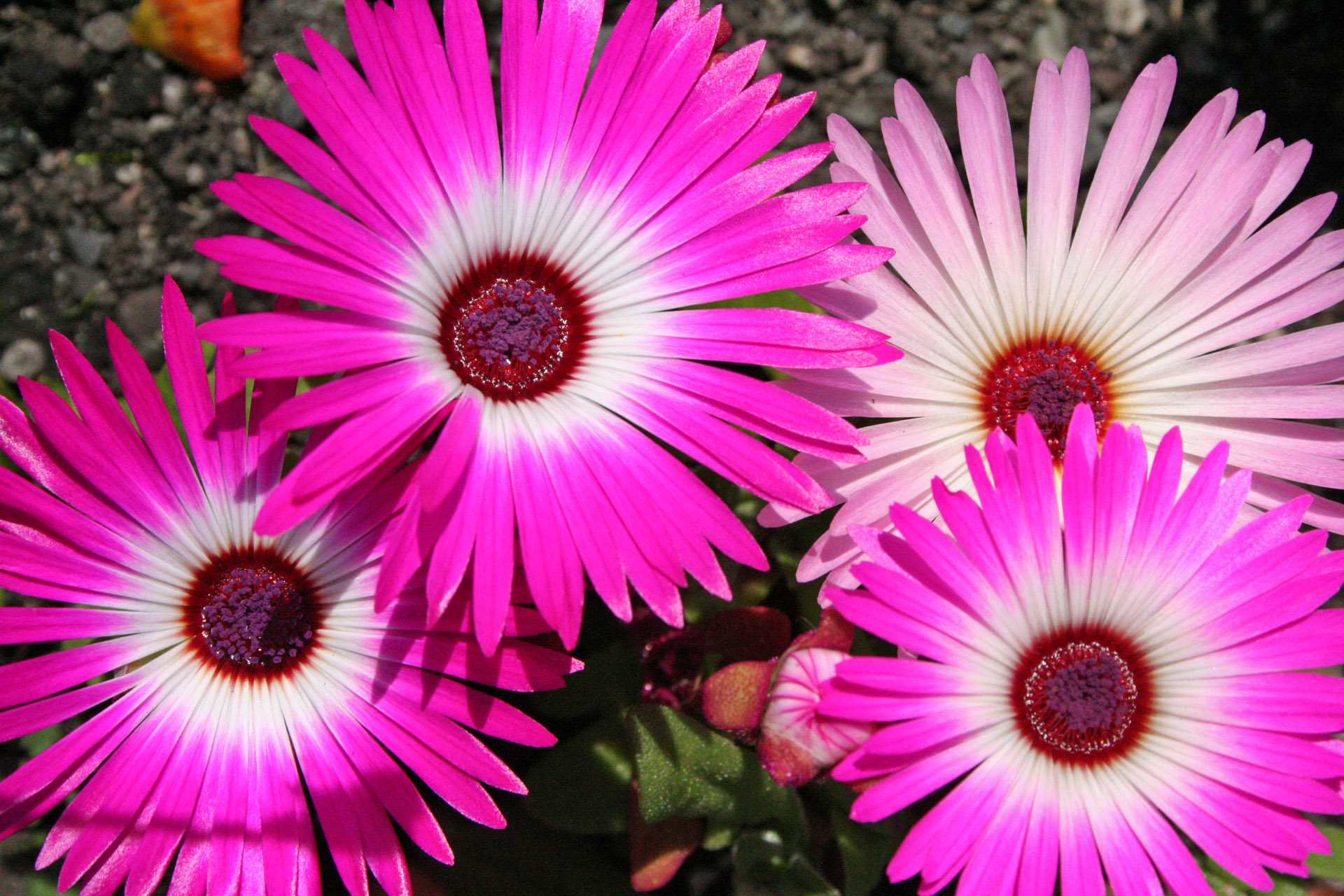 big flower wallpaper,flower,flowering plant,lampranthus,ice plant,plant