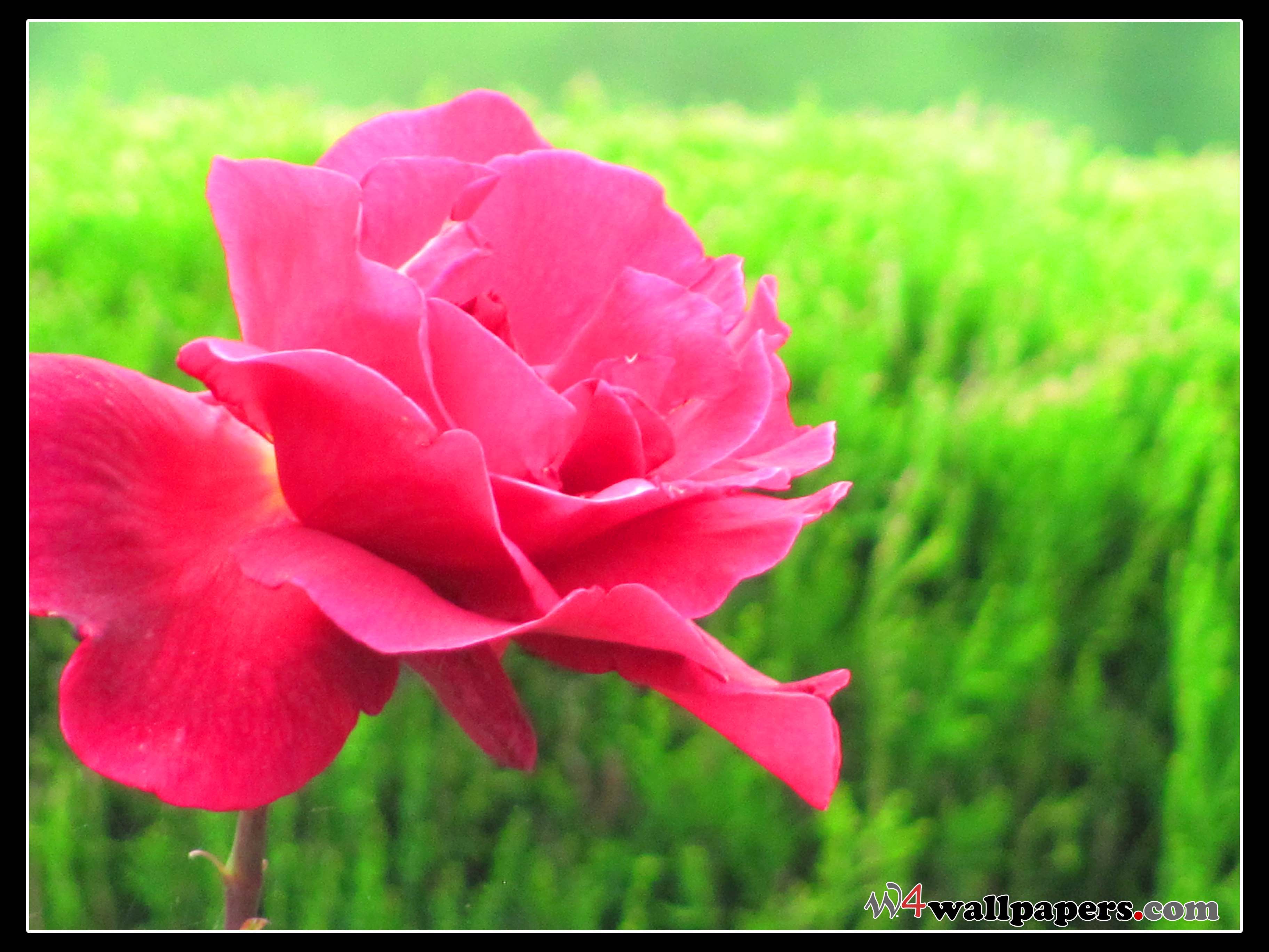 big flower wallpaper,flower,petal,flowering plant,pink,nature