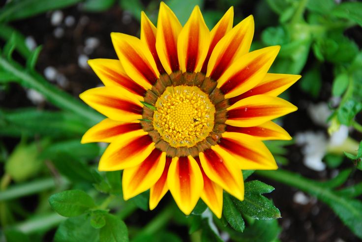 big flower wallpaper,flower,petal,yellow,gazania,plant