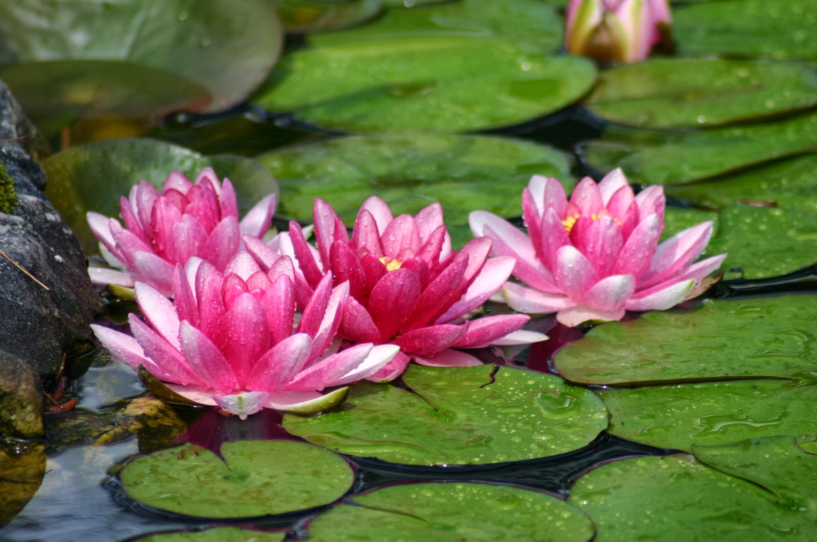 world top 10 wallpaper,flower,fragrant white water lily,flowering plant,aquatic plant,plant
