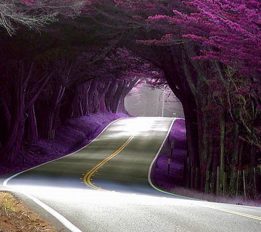 unique wallpaper for android,tunnel,purple,tree,road,violet