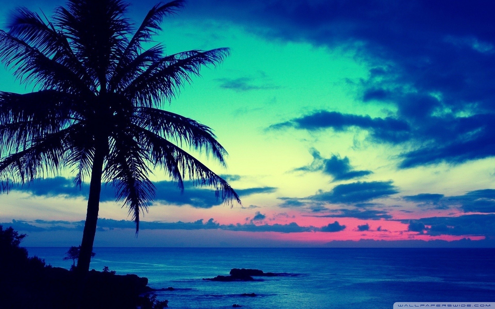 most popular wallpaper for android,sky,nature,tree,tropics,palm tree