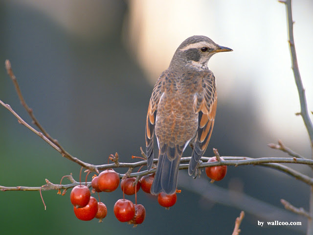 fond d'écran le plus populaire pour android,oiseau,roselin familier,faune,moucherolle du vieux monde,oiseau perchoir