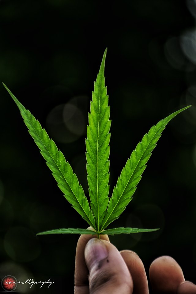 fondo de pantalla más popular para android,hoja,flor,planta,familia de cáñamo,planta floreciendo