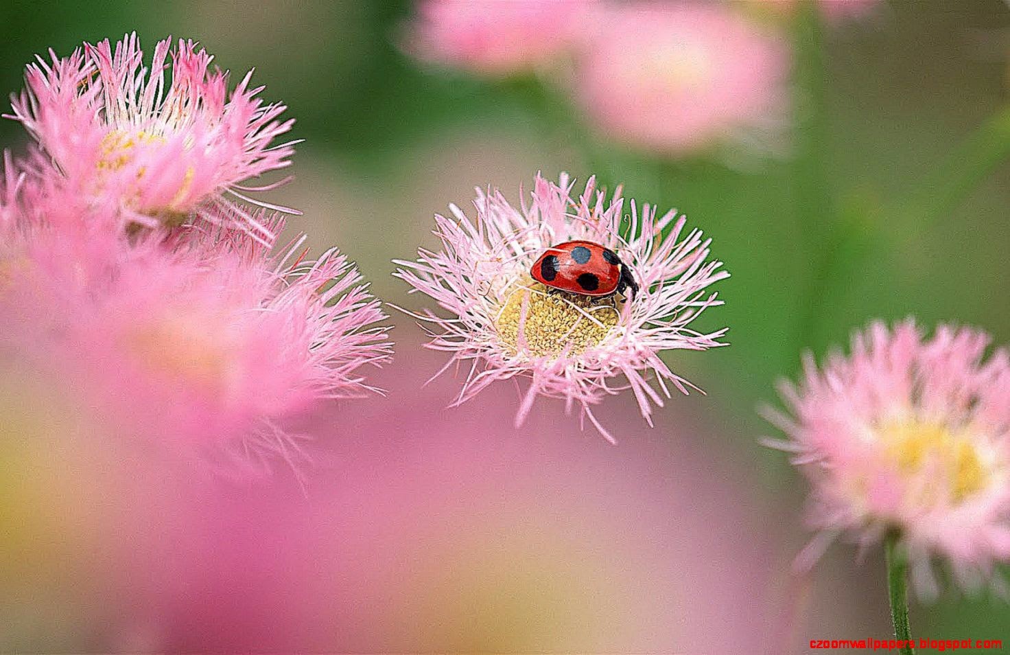 fondos de pantalla de alta calidad para android,flor,planta,cardo de lanza,rosado,insecto