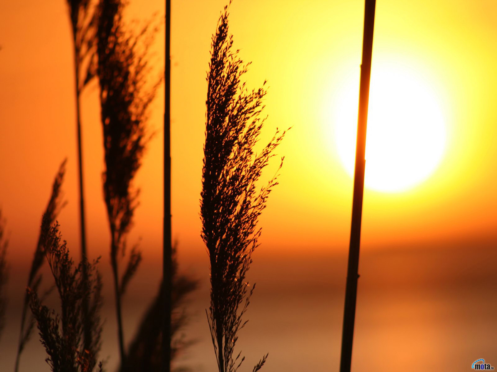 fondos de escritorio gratis fondos,naturaleza,cielo,amanecer,puesta de sol,amarillo